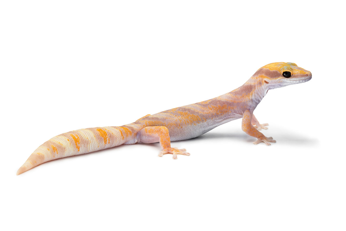 Oedura castelnaui-Amelano/albino