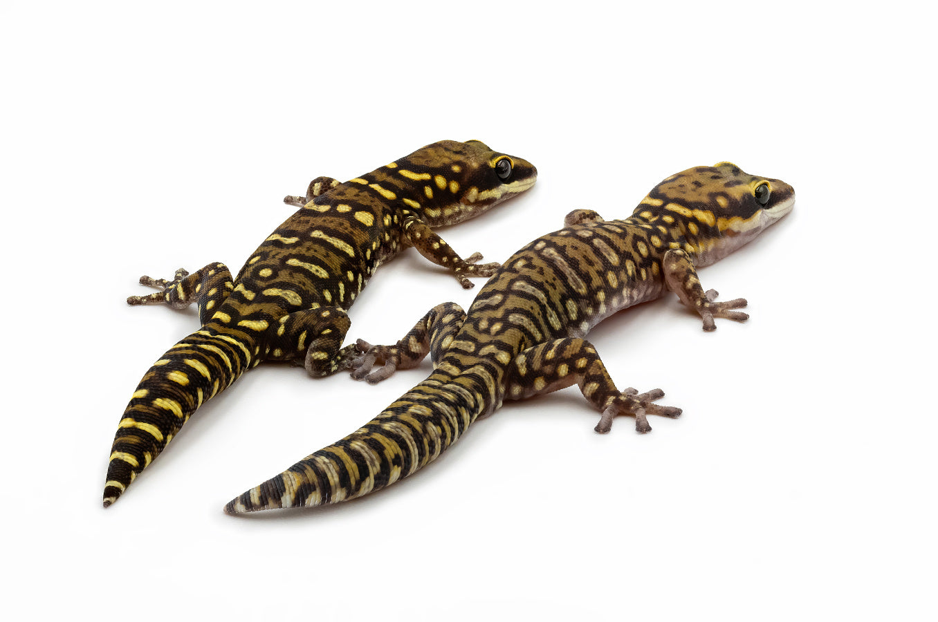 Oedura coggeri