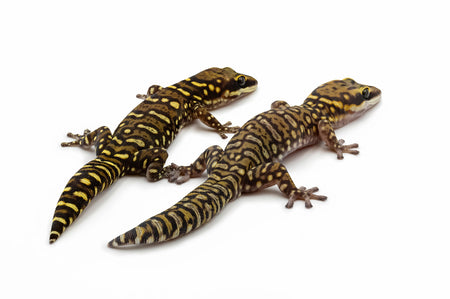 Oedura coggeri