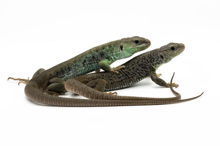 Timon lepidus-pseudomelanistic