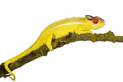 Panther chameleon-Nosy Mitsio