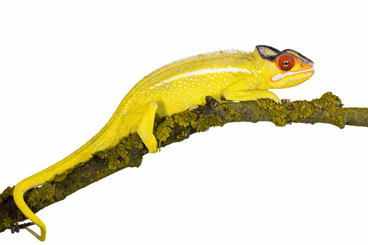 Panther chameleon-Nosy Mitsio