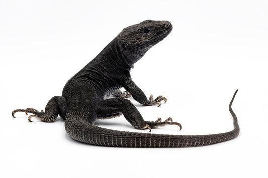 Timon Lepidus-melanistic