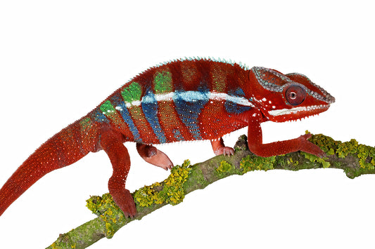 Panther chameleon-Ambilobe Blue Bar