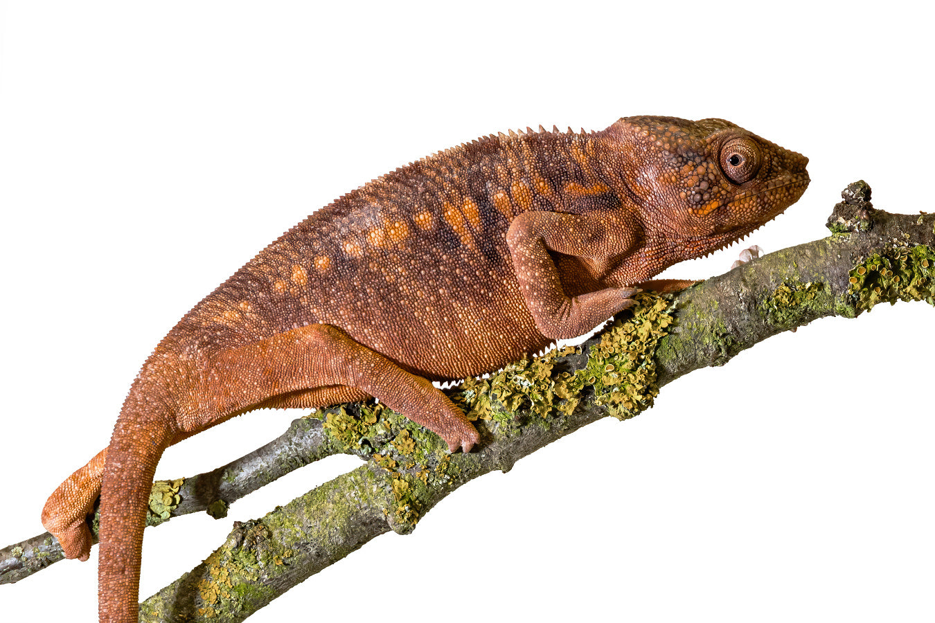 Panther chameleon-Nosy Be