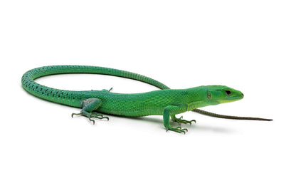 Gastropholis prasina-Green form