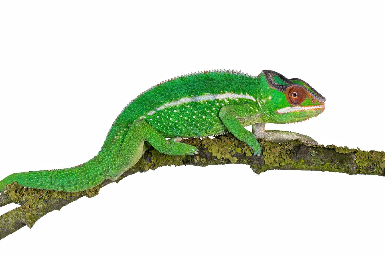 Panther chameleon-Nosy Mitsio