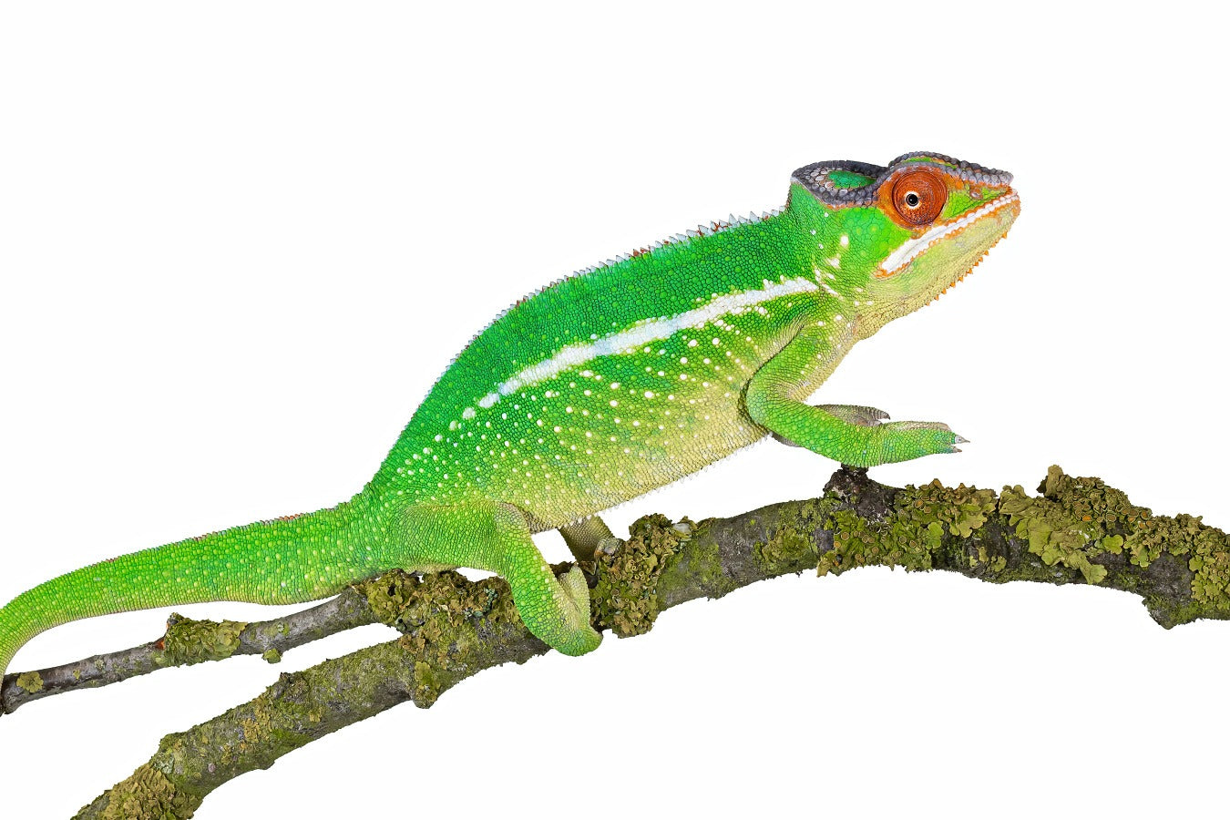 Panther chameleon-Nosy Mitsio