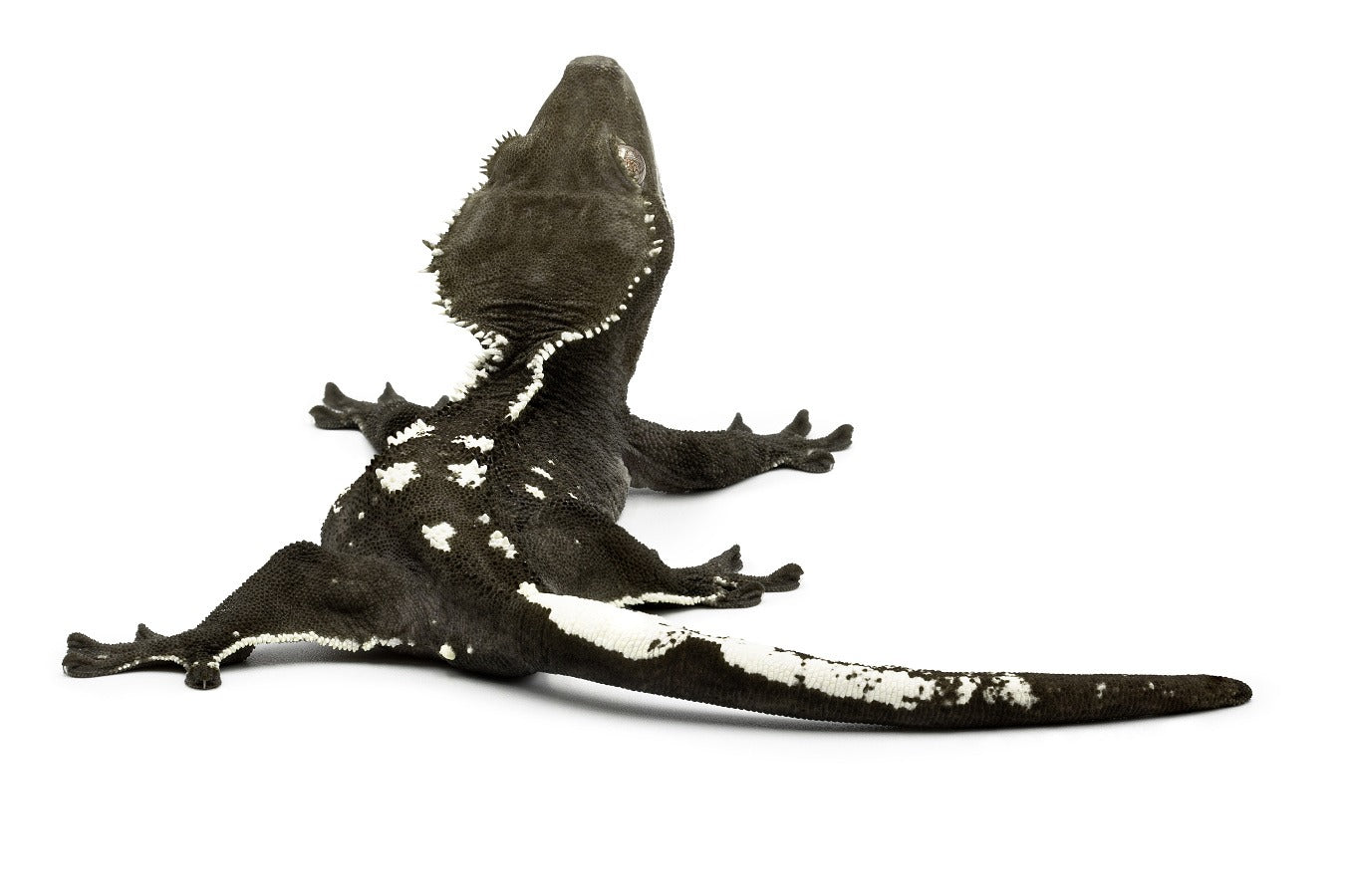 Correlophus cilitus-Axanthic