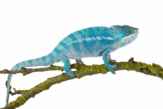 Panther chameleon-Nosy Be