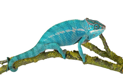 Panther chameleon-Nosy Be