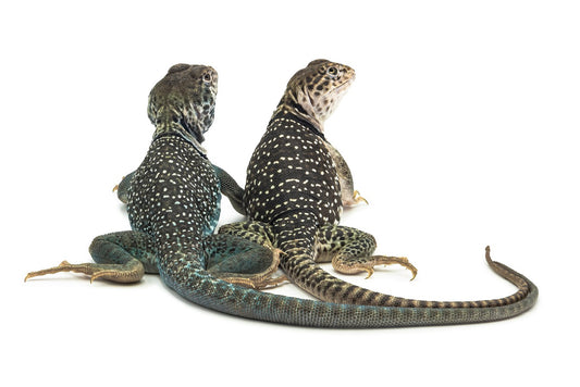 Crotaphytus collaris-melanistic