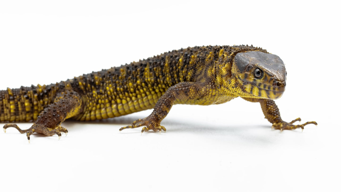 Lepidophyma flavimaculatum