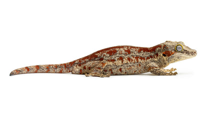 Rhacodactylus auriculatus