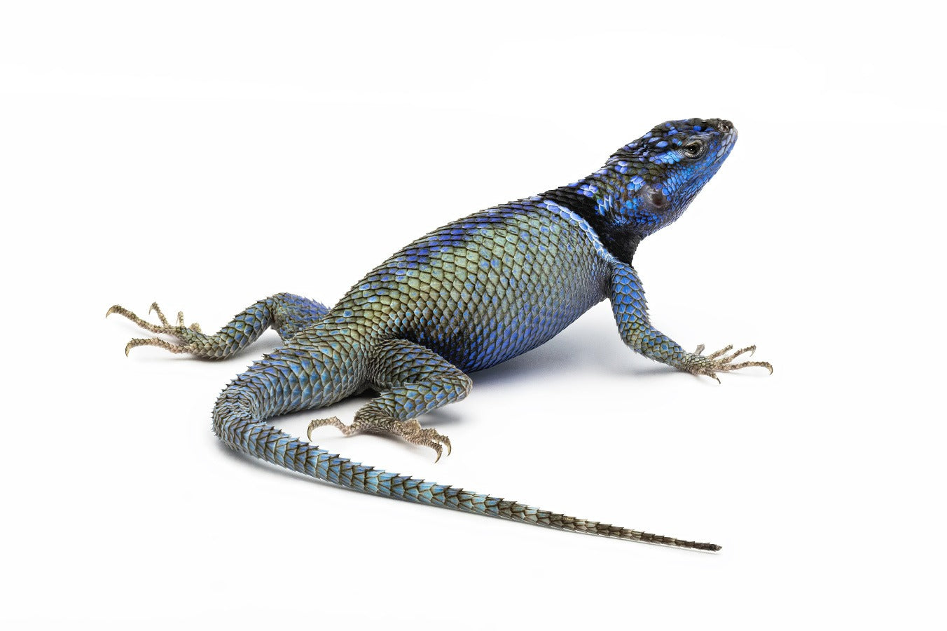 Sceloporus minor
