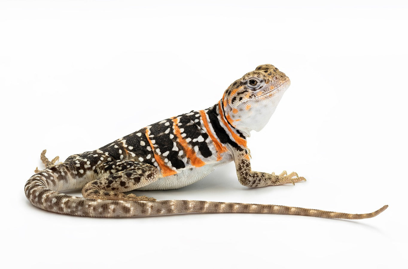 Crotaphytus collaris-sp.Fancy