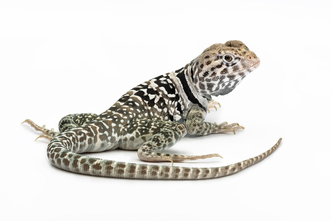 Crotaphytus collaris-sp.Fancy