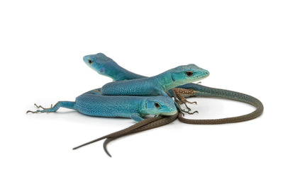 Gastropholis prasina- Tiffany Blue form