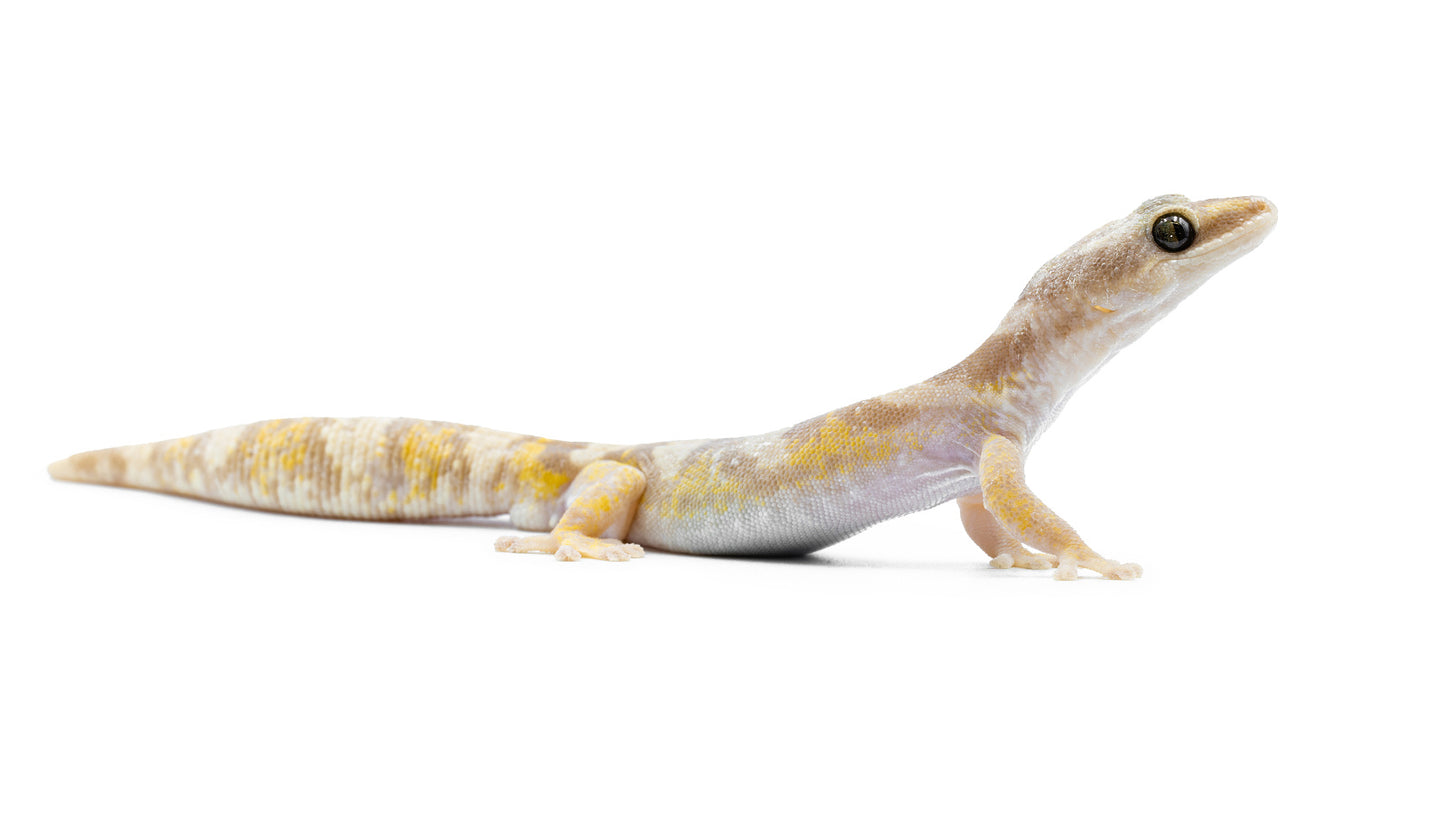 Oedura castelnaui-Amelano/albino