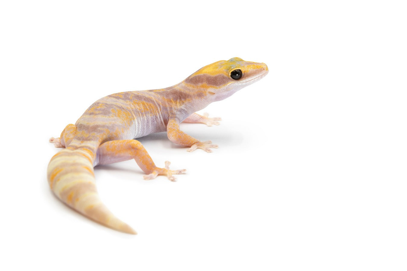 Oedura castelnaui-Amelano/albino