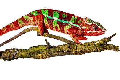 Panther chameleon-Ambilobe Red Bar