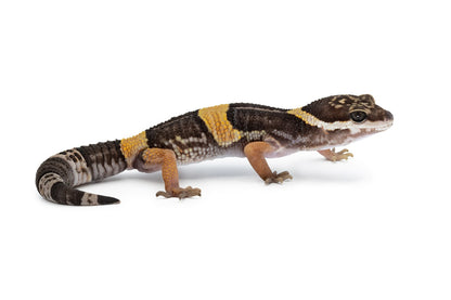 Eublepharis hardwickii