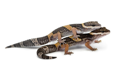 Eublepharis hardwickii