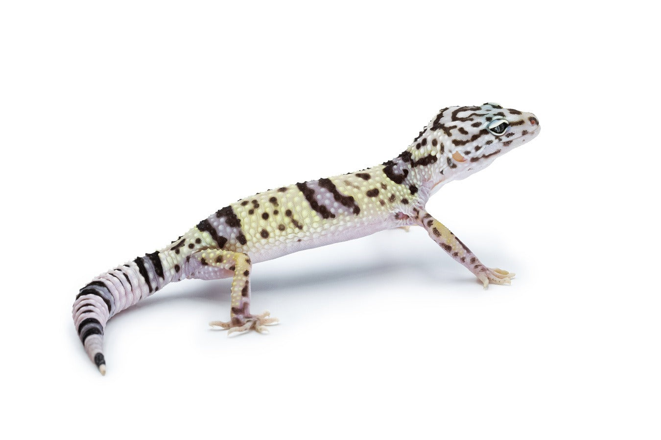 Eublepharis angramainyu