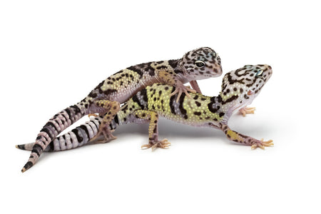 Eublepharis angramainyu