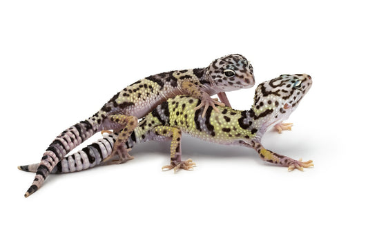 Eublepharis angramainyu