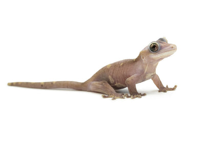 Correlophus Ciliatus-Super Cappuccino