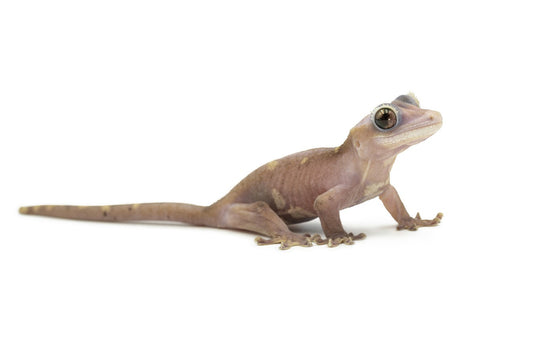 Correlophus Ciliatus-Super Cappuccino