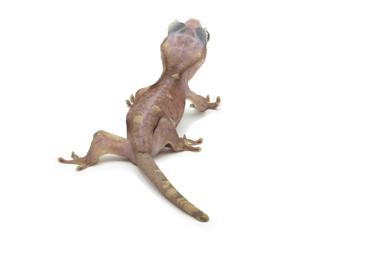 Correlophus Ciliatus-Super Cappuccino