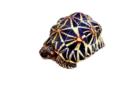 Sri lanka star tortoise