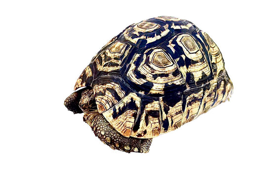 Leopard tortoise