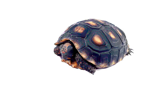 Cherry head tortoise