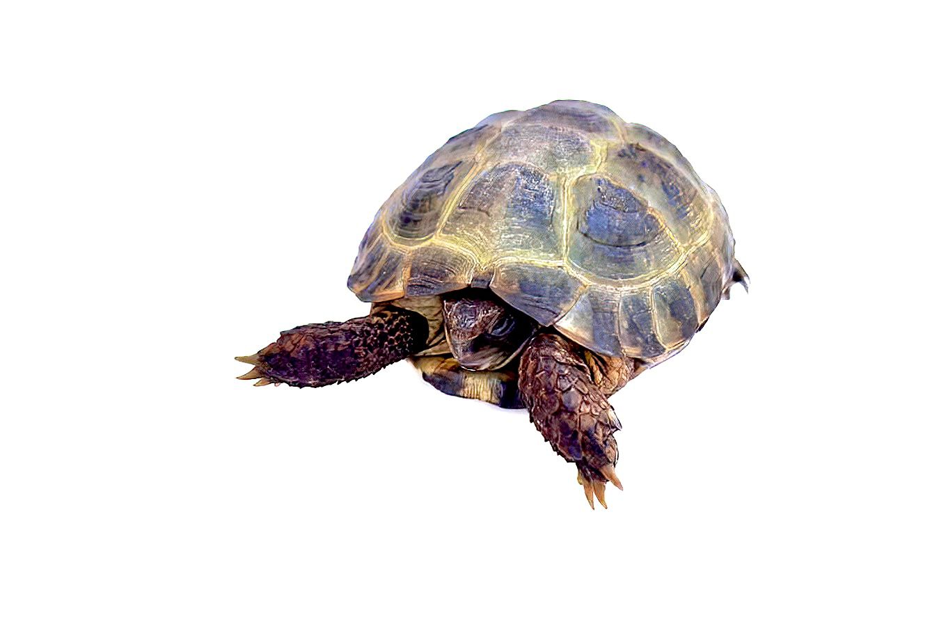 Russian tortoise