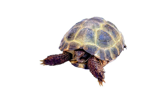 Russian tortoise