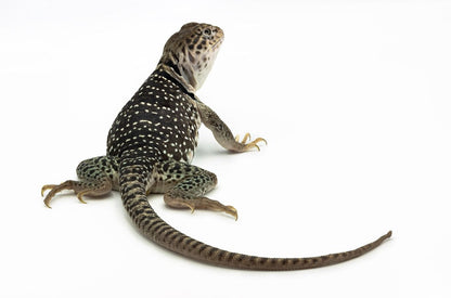 Crotaphytus collaris-melanistic