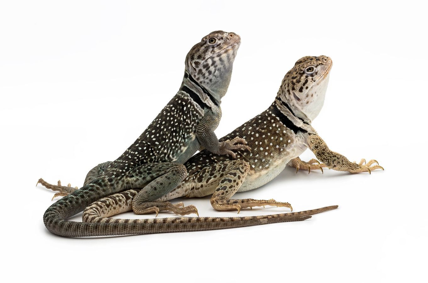 Crotaphytus collaris-melanistic