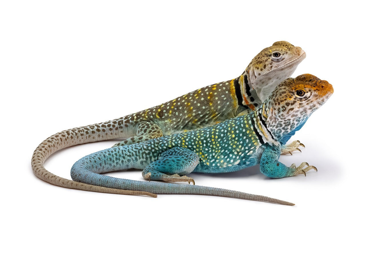 Crotaphytus collaris baileyi