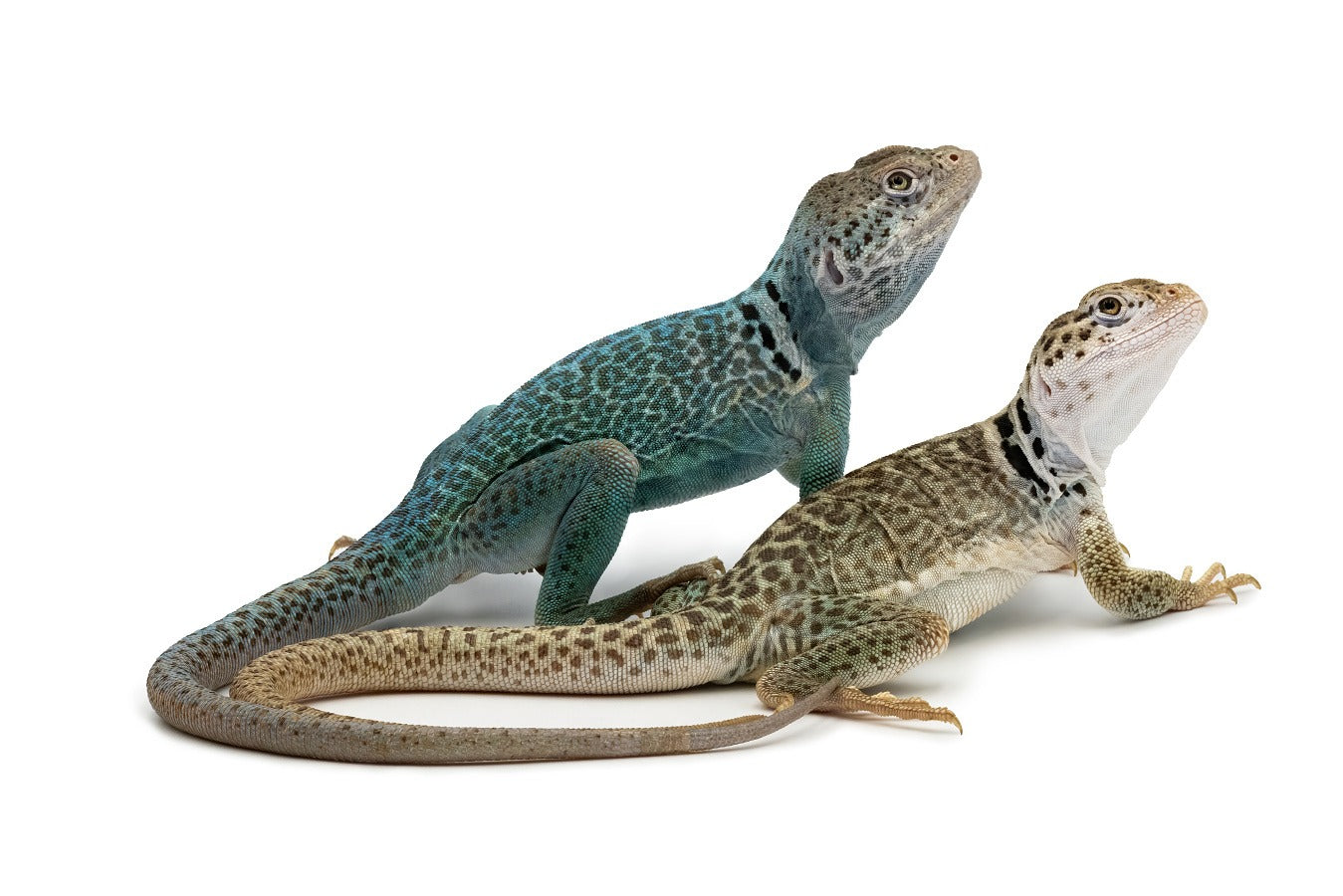Crotaphytus collaris-panther form