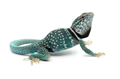 Crotaphytus dickersonae