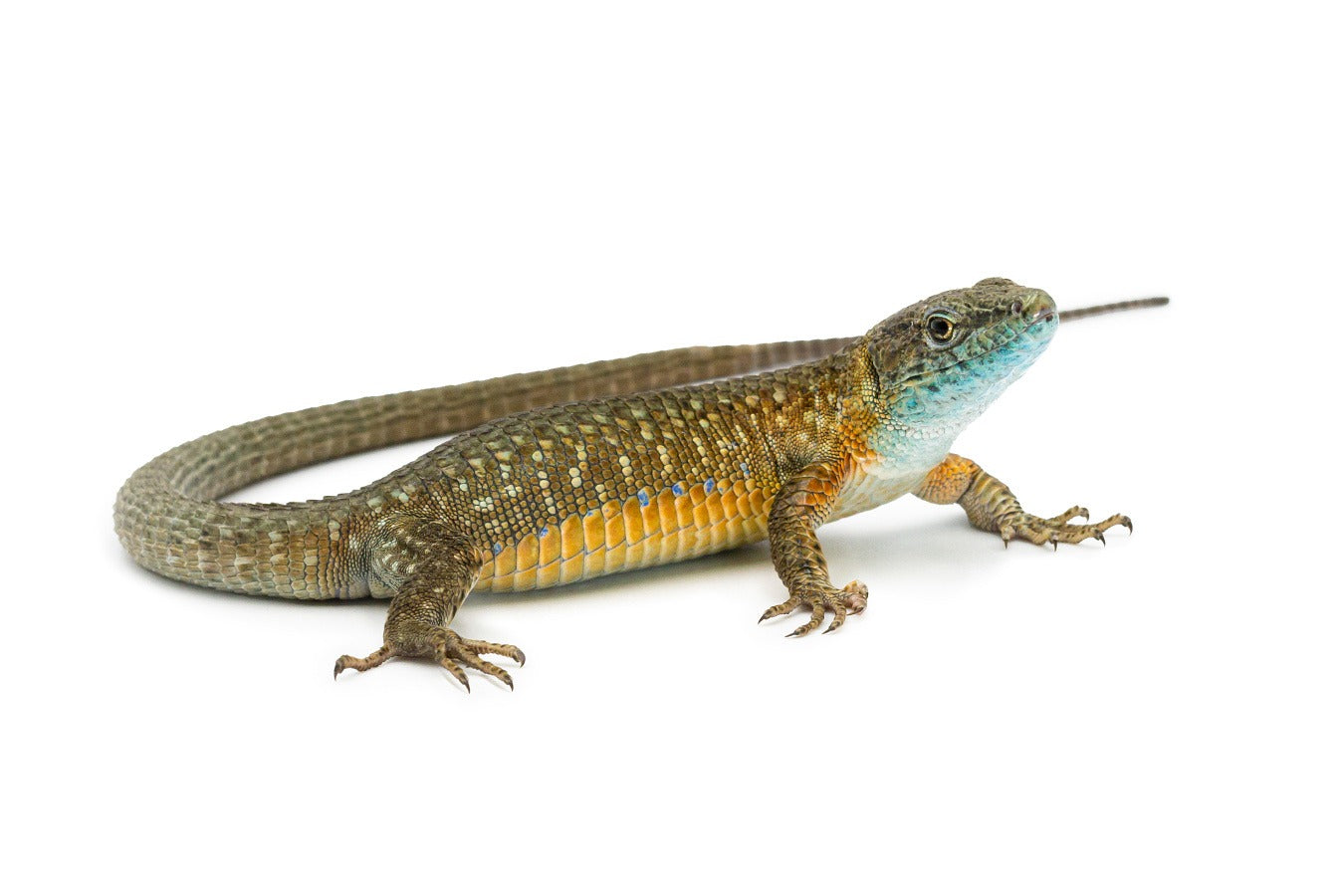 Algyroides nigropunctatus