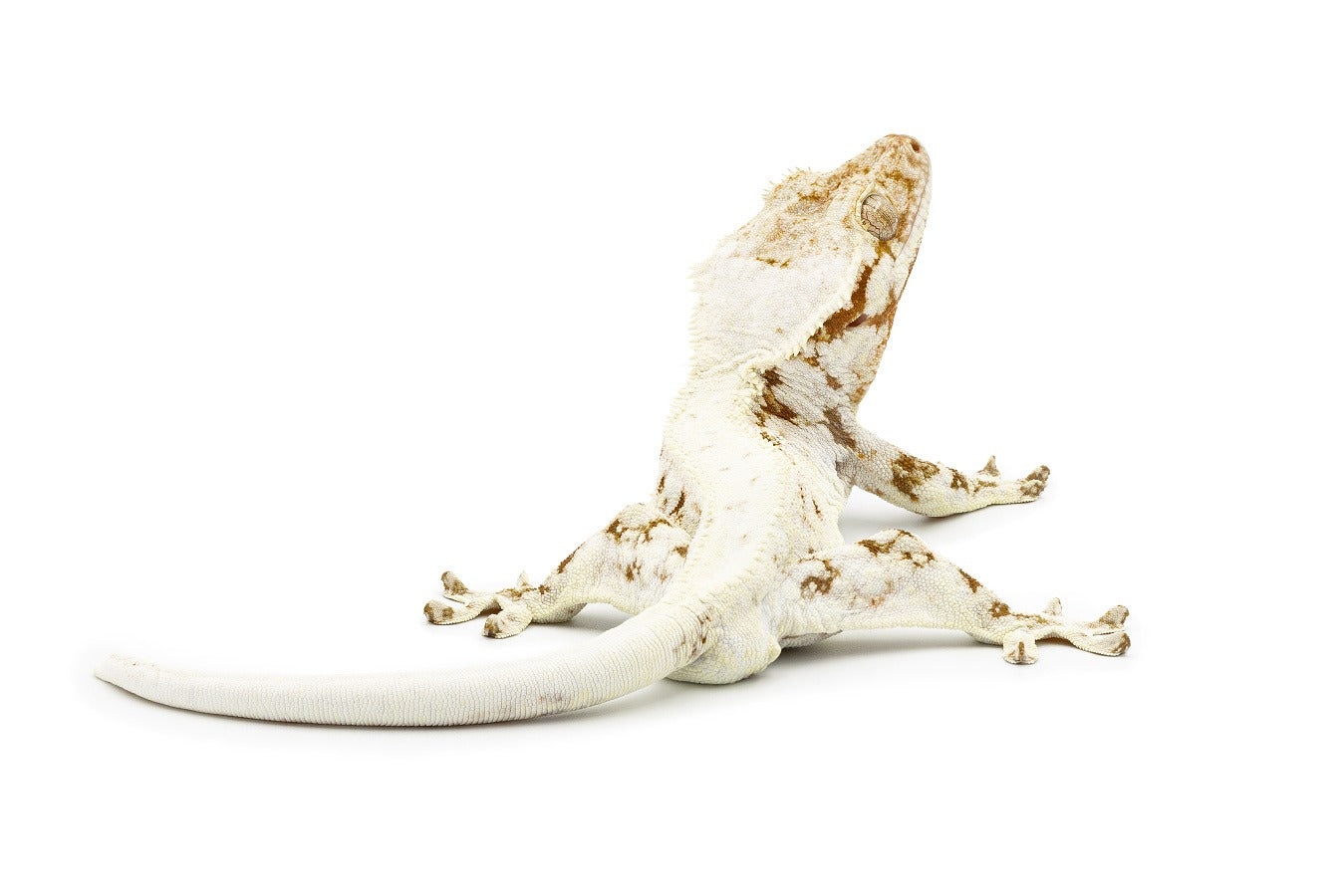 Correlophus ciliatus-Lilly white