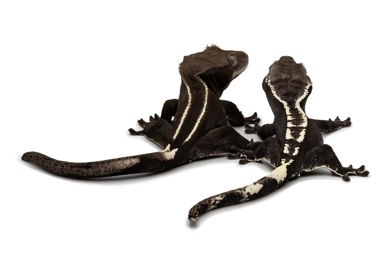 Correlophus cilitus-Axanthic