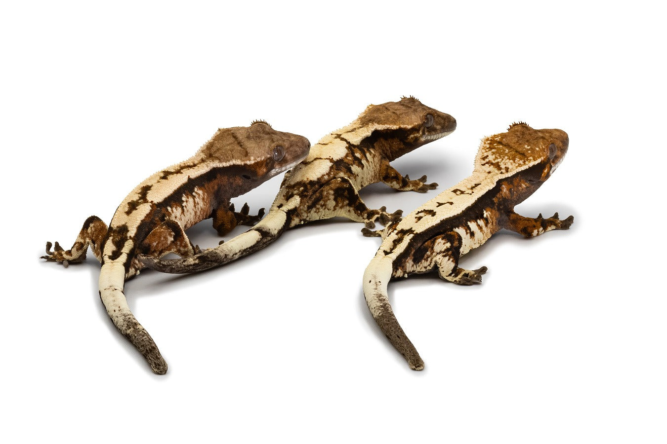 Correlophus ciliatus-Sable