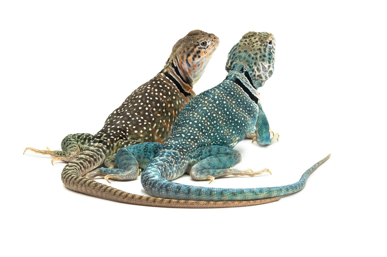 Crotaphytus collaris collaris