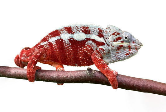Panther chameleon-Nosy Boraha