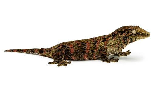 Rhacodactylus leachianus Mt.Koghis-Red Bar